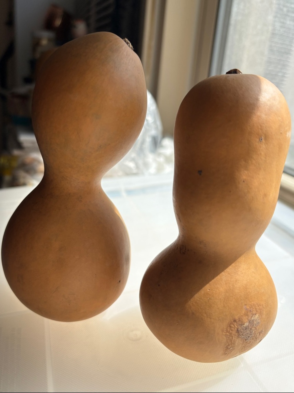 🟡6 Small To Medium Dried Gourds In Natural Brown - Picture 3 of 8